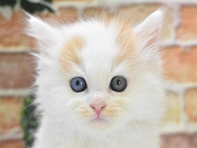 東京都のスコティッシュフォールド (ペッツワン町田多摩境店/2024年2月19日生まれ/女の子/レッドホワイト)の子猫